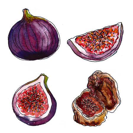 Set of figs on white background, watercolor illustrationの写真素材
