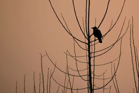 bird on bare treeの写真素材