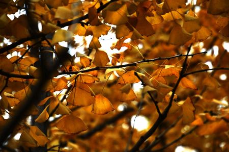 Ginkgoの写真素材