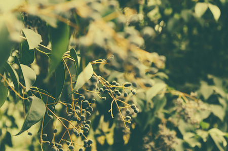 Flowerの写真素材