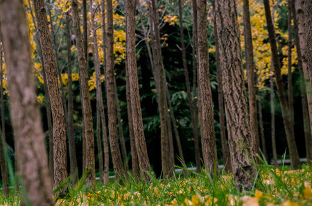 Ginkgo Forestの写真素材