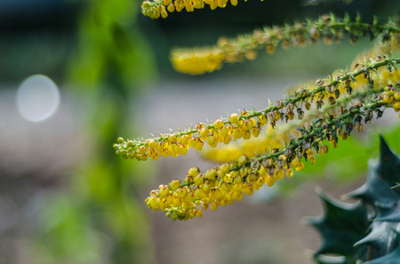 Flowerの写真素材