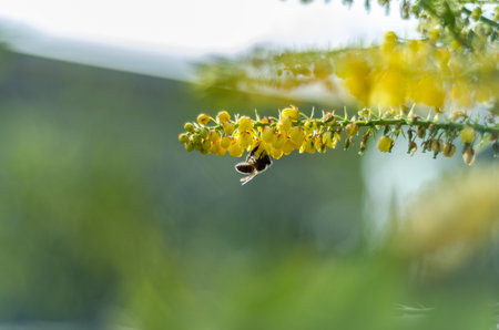 bee