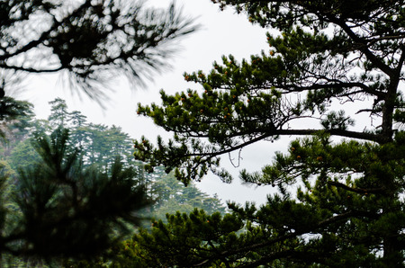 Armand Pine Treeの写真素材
