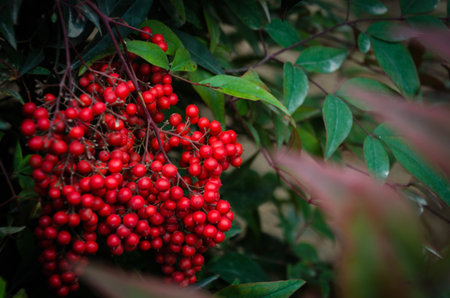 Evodiaの写真素材