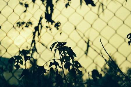 Sketchの写真素材
