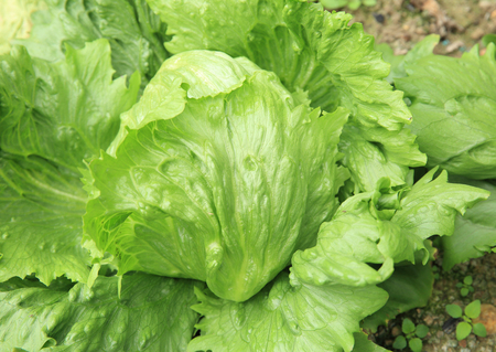 green lettuce crops in growth at vegetable gardenの写真素材