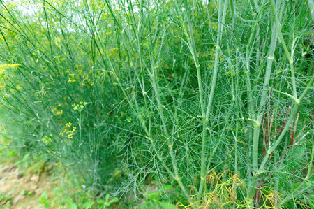 Fennel (Foeniculum vulgare) in growth at gardenの写真素材