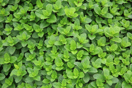 mint plant grow at vegetable garden