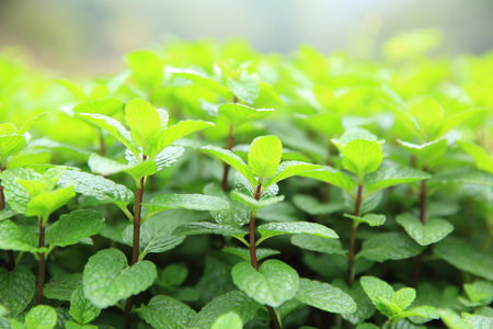 mint plant grow at vegetable garden