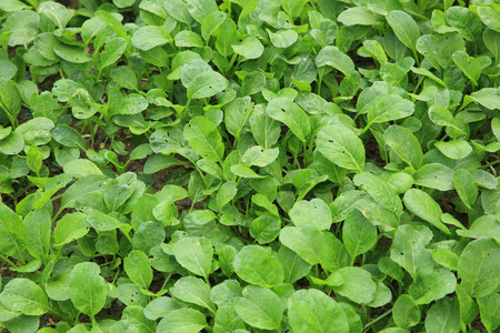 green radish sprouts in growth at vegetable gardenの写真素材