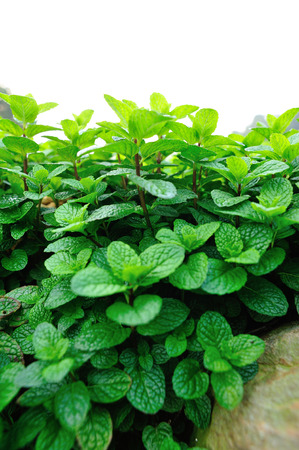 mint plant grow at vegetable gardenの写真素材