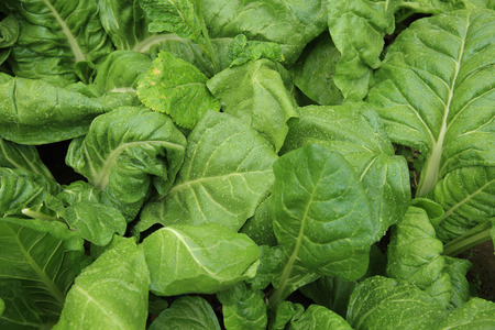 sliverbeet grow in vegetable gardenの写真素材
