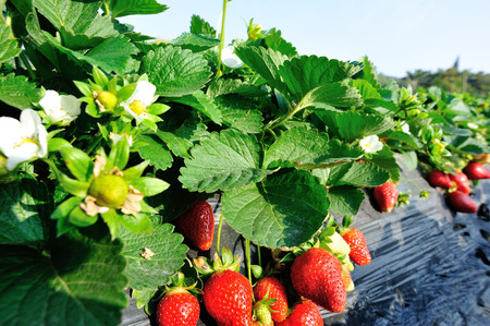 strawberry fieldの写真素材