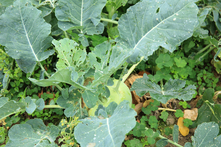 turnip in growth at gardenの写真素材