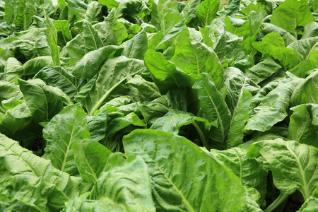 sliverbeet grow in vegetable gardenの写真素材