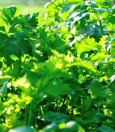 Green celery in growth at vegetable gardenの写真素材