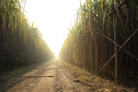 sugarcane in growth at fieldの写真素材