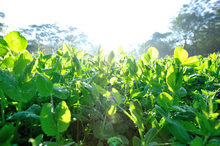 green pea plants in  vegetable gardenの写真素材