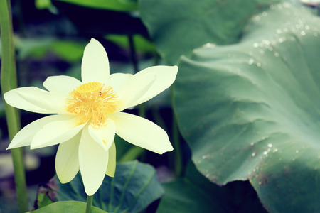 lotus flowers blooming at pondの写真素材