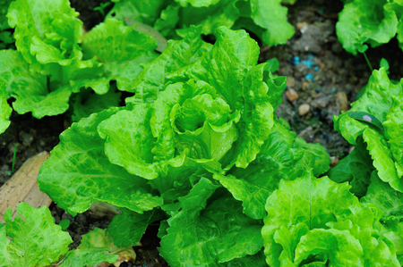 green lettuce crops in growth at vegetable gardenの写真素材