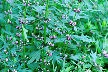 motherwort plantsの写真素材
