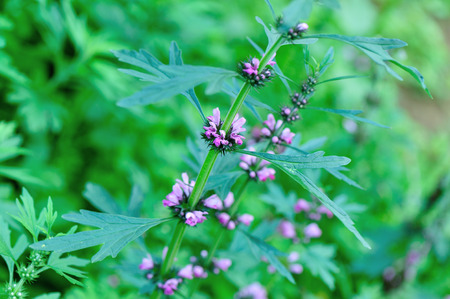 motherwort plantsの写真素材