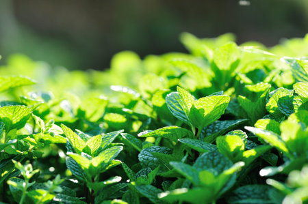 mint plant grow at vegetable garden