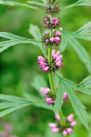 motherwort plantsの写真素材