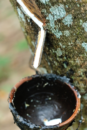 tapping a rubber treeの写真素材