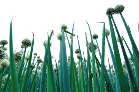 green spring onion in growth at vegetable gardenの写真素材