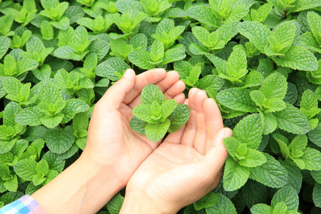 hands protect mint plant grow at vegetable gardenの写真素材