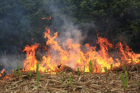  burning fire flame