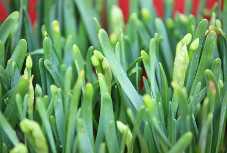narcissus flowers