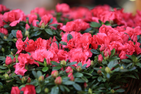 Beautiful pink rhododendron flowersの写真素材