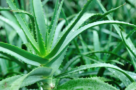 aloe plant grow at gardenの写真素材
