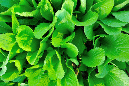 green choysum plants in growth at vegetable garden