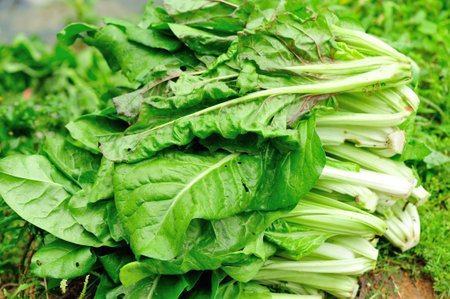 harvest sliverbeet in vegetable garden