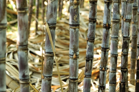 sugarcane plants grow in fieldの写真素材