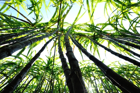 sugarcane plants grow in fieldの写真素材