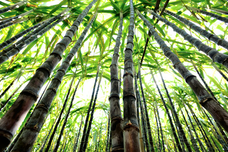 sugarcane plants grow in fieldの写真素材