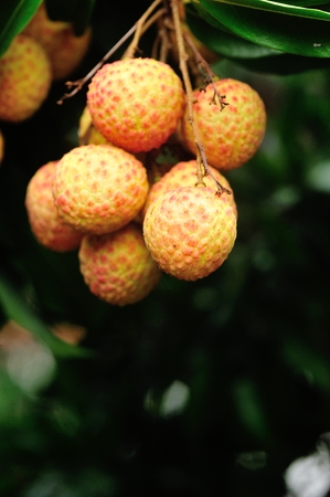lychee fruits grow on treeの写真素材