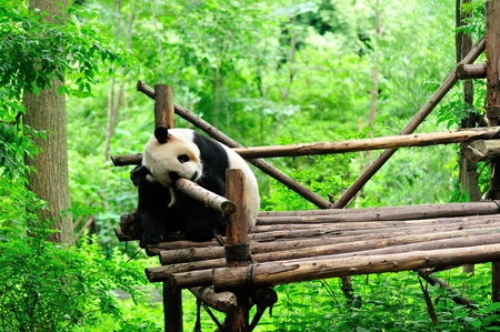 giant panda sleeping at forestの写真素材