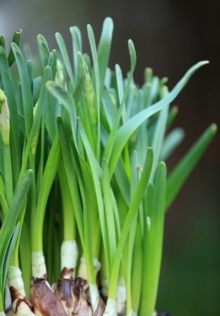 narcissus flowersの写真素材