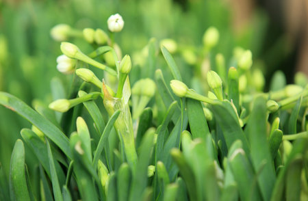 daffadilly flowers