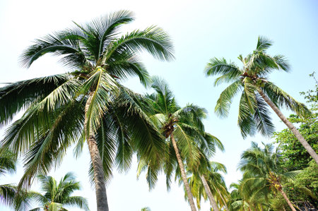 palm tree with fruits in the blue sunny sky