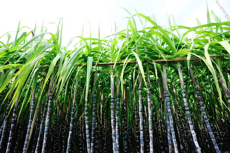 sugarcane in growth at fieldの写真素材