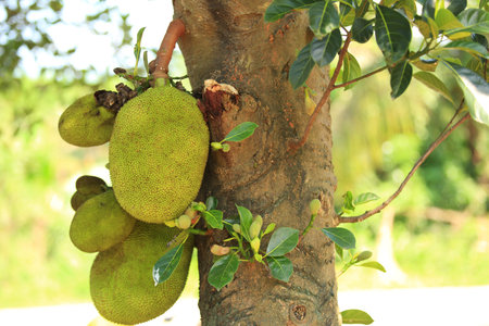 jackfruit