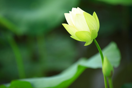 beautiful lotus flowers blooming at pondの写真素材