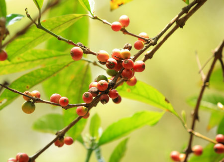 coffee beans grow on tree
